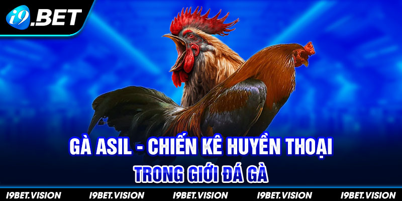 Gà Asil - Chiến Kê Huyền Thoại Trong Giới Đá Gà