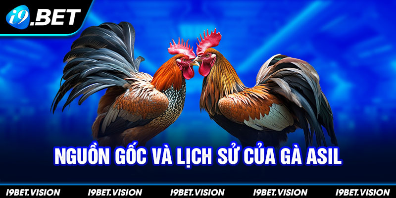 Nguồn gốc và lịch sử của Gà Asil