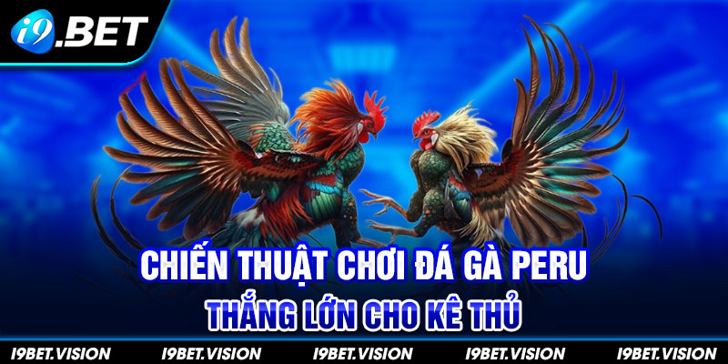 Chiến thuật chơi đá gà Peru thắng lớn cho kê thủ