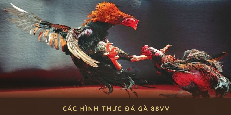 Tìm hiểu các hình thức đá gà 88VV nổi bật và phổ biến nhất