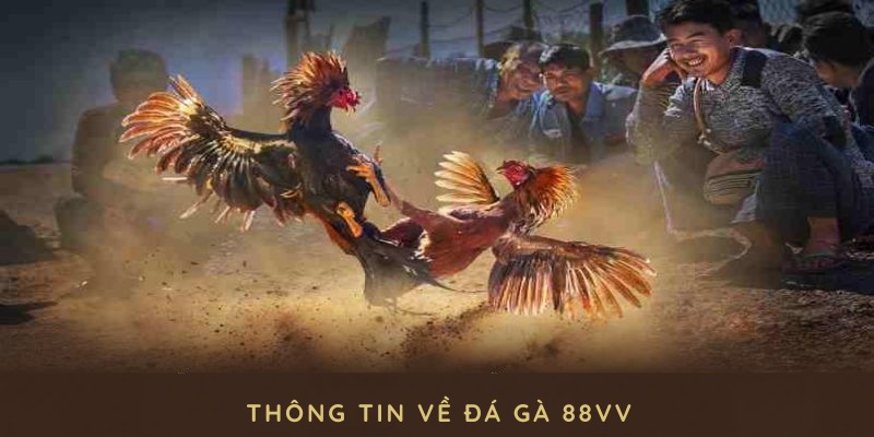 Thông tin về đá gà 88VV luôn được tổng hợp đầy đủ tại đây