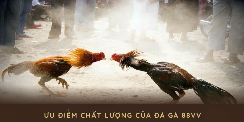 Khám phá các ưu điểm chất lượng của đá gà 88VV để tham gia hiệu quả